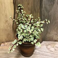 Image result for Grona afra