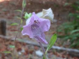 Image result for Ceratotheca