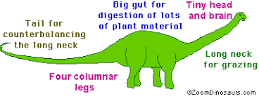 Its name means double beamed. Diplodocus Dinosaur Enchanted Learning Software