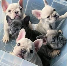 The frenchie makes a great family pet! Pin On For Sale French Bulldog