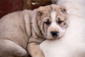 Maybe you would like to learn more about one of these? Central Asian Shepherd History Temperament Care Training Feeding Pictures