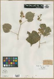 Image result for Sida chrysantha