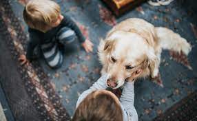 We did not find results for: Comment Devenir Famille D Accueil Pour Chien Hello Animaux