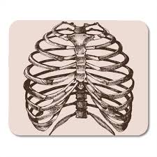 The rib cage is made up of 12 pairs of ribs, 12 thoracic vertebrae, and the sternum. Poglip Ribcage Human Rib Cage Of The Skeleton In Realistic Form Anatomical Sketch Bones Mousepad Mouse Pad Mouse Mat 9x10 Inch Walmart Canada