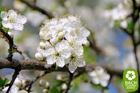 Bach Flower Essence Cherry Plum Prunus Cerasifera Bach Flower Remedies Bach Flowers Flower Essences