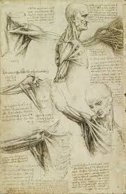 Image result for Shoulder History