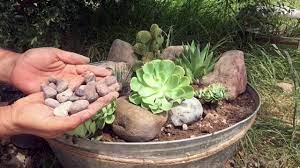 Los cactus y otras crasas o suculentas son un grupo de plantas fascinantes. Como Hacer Un Mini Jardin De Suculentas Y Cactus Huerto En Casa Manos De Tierra Youtube