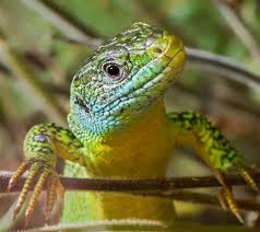 Lezard du sud de la france. Antiopa Nature Sciences