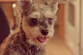 Image result for Ð´Ð¾Ð¼Ð°ÑÐ½Ð¸ ÐºÑÑÐµÑÐ°