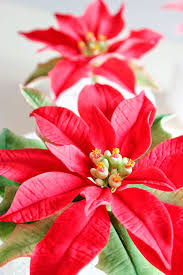 Y por último comprueba que. Flor De Pascua O Poinsettia Cuidados Para Que Viva Mas