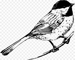 Pngtree menawarkan burung gambar png dan vektor, serta gambar clipart burung latar belakang transparan dan file psd. Burung Kutilang Gambar Gambar Png