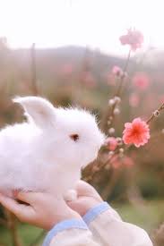 Pin On B Ut Animal pics animals images cute cats and kittens. pin on b ut
