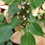 Image result for Phaulopsis imbricata