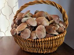 Image result for Boletus separans