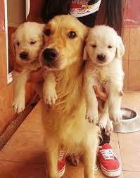1 kedi 1 kopek sahiplendirme ilanlari kopek golden retriever hayvan