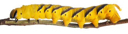 Cat workwear incorporates these attributes and redefines them for the modern worker's wardrobe. Caterpillar Facts Caterpillar Insect Dk Find Out