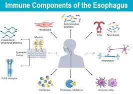 Image result for esophagus