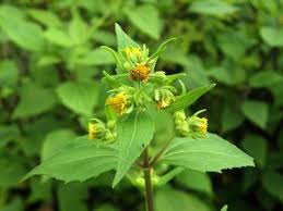 Image result for Micractis