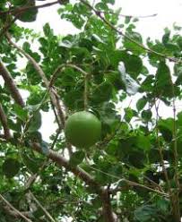 Image result for Strychnos innocua