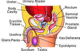 Thirteen lessons on human anatomy for let's start the human anatomy unit with a guessing game for kids. Male Reproductive System Ck 12 Foundation