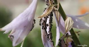 We did not find results for: How To Get Rid Of Black Bean Aphids