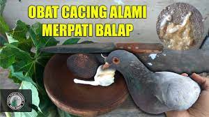 Maybe you would like to learn more about one of these? Mengatasi Merpati Terkena Cacingan Dengan Obat Alami Edisi Spesial Youtube