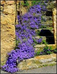 Pin On Herbal Garden