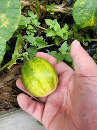 Image result for Cucumis melo