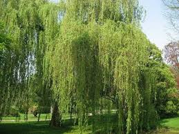 Salix alba, the white willow, is a species of willow native to europe a fehér fűz (salix alba) a fűzfafélék (salicaceae) családjába tartozó fűzfa nemzetség legismertebb képviselője. Salix Alba Alchetron The Free Social Encyclopedia