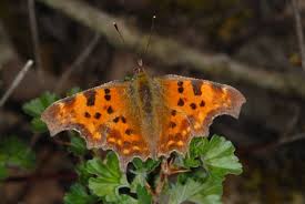 Image result for Polygonia c-album