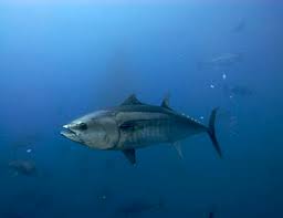 Feature Bluefin Tuna Oceana Europe