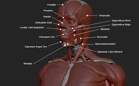 How to label a diagram in word, labeled diagram of a plant cell, labeled diagram of an atom, labeled diagram of ear, labeled diagram of the eye, labeled diagram of volcano, head, how to label a diagram in word, labeled diagram of a plant cell, labeled diagram of an atom, labeled diagram of ear. Muscle Anatomy Labeled Anatomy Drawing Diagram