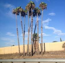 When you are planting a palm in your garden, you'll want to water the tree every day for the first week. Destroy The Palm Trees Five Reasons Why Palm Trees Need To Go Away 123ish Us