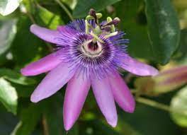 Here are 9 ideas to create curb appeal with a flowering vine or climber: Vines For Birds Butterflies Southern California