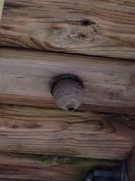 All you have to do is find their entrance point. Mice Wasp Nest Under Deck