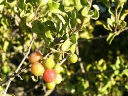 Image result for Euclea undulata