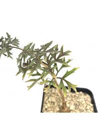 Image result for Cyphostemma montanum