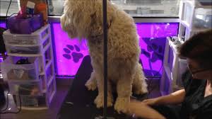 The face tends to give groomers the most trouble. Caring For Your Dog S Coat Brushing Combing And Mats