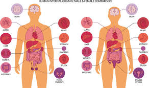 Image result for internal organs