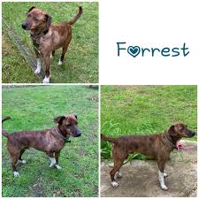 Check spelling or type a new query. Adopt Forrest On Petfinder Puppy Find Paws Rescue Help Homeless Pets