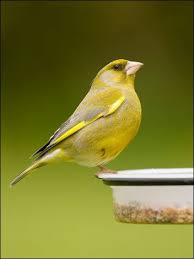 Lincolnshire In Pictures Lincolnshire S Top 10 Garden Birds Backyard Birds Bird Garden Pet Birds