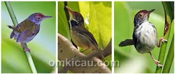 Burung yang tubuhnya berwarna hijau daun ini ternyata memiliki banyak varian nama. Ragam Suara Burung Perenjak Lumut Cinenen Pisang Om Kicau