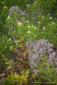 Image result for Microchloa afra