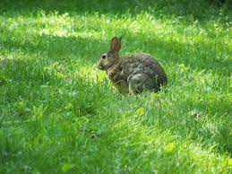 File:Rabitty the rabbit3.jpg - Wikipedia