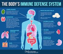 Top 12 Immune Support Strategies To Prevent Illness Drjockers Com In 2020 Immune Support Prevent Illness Immune System Nursing
