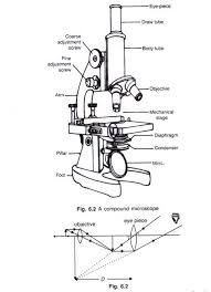 5 Important Types Of Microscopes Used In Biology With Diagram