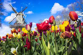 Ritorno alla barca e ultima crociera o pedalata alla volta di amsterdam. Primavera In Olanda Tra Mulini E Tulipani Caffealvolo