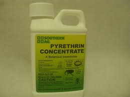 Image result for Pyrethrin