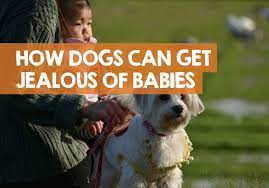 Why Do Dogs Get Jealous Of Babies How To Stop Jealousy