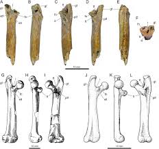 Image result for Paratheria